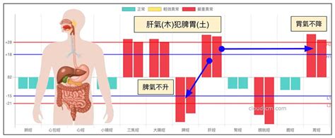 肝屬木|從肝經組成的經絡型態，理解中醫的「肝臟」究竟是什。